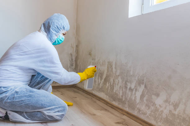 Licensed Mold Inspection service in Bloomington, MN - WQB Mold Removal